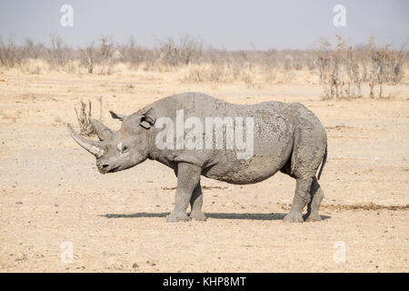 Un rhinocéros noir solitaire dans la savane namibienne Banque D'Images