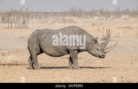 Un rhinocéros noir solitaire dans la savane namibienne Banque D'Images