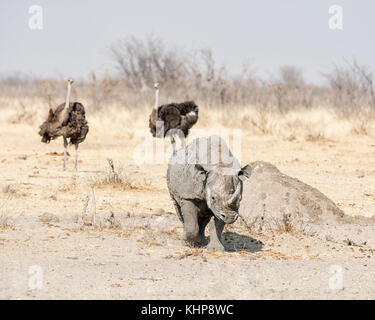 Un rhinocéros noir solitaire dans la savane namibienne Banque D'Images