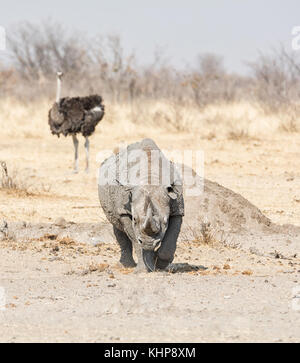 Un rhinocéros noir solitaire dans la savane namibienne Banque D'Images