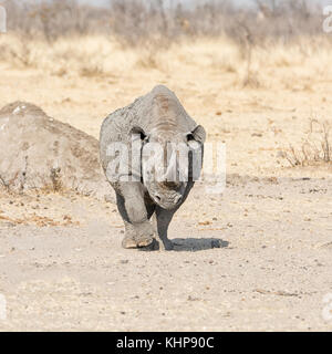 Un rhinocéros noir solitaire dans la savane namibienne Banque D'Images