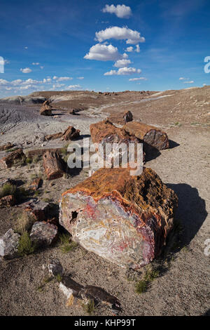 Bois tourné à pierre dans le Painted Desert. Banque D'Images