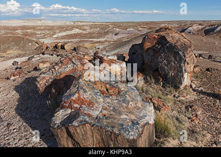 Bois tourné à pierre dans le Painted Desert. Banque D'Images