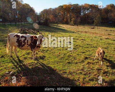 Vache et son veau dans un comté de Morris, New Jersey pasture Banque D'Images