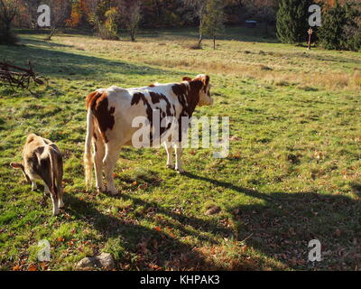 Les ombres de l'été et l'une de ses vaches veaux dans Jefferson, NJ Banque D'Images