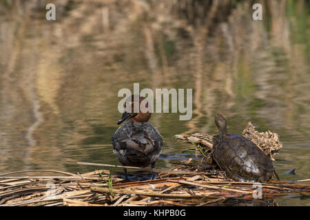 Fuligule milouin Aythya ferina femelle sur tapis de végétation avec étang terrapin Emys obicularis européenne dans le lac à Quinta do Lago partie de la Ria pour Banque D'Images