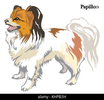 Portrait de l'article profil de chien papillon coloré vecteur illustration isolé sur fond blanc Illustration de Vecteur