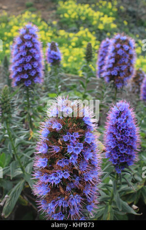 Fierté de Madère (echium candicans) en pleine floraison dans les jardins de l'Île Alcatraz Banque D'Images