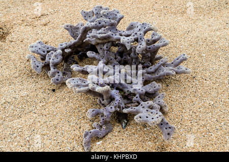 Corail mort sur la plage - close up. Banque D'Images