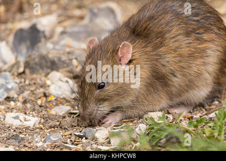 Brown Rat sous les mangeoires d'alimentation à une réserve faunique. Il a quelques problèmes avec ses oreilles mais sinon l'air propre et sain. Banque D'Images