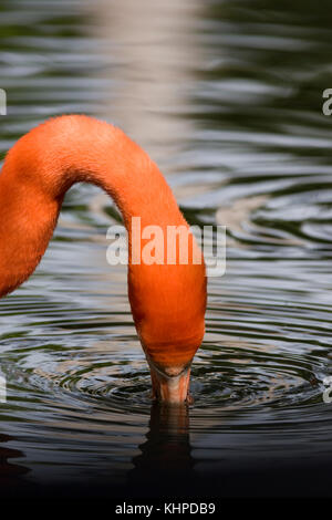 American Flamingo ou Caraïbes Flamingo (Phoenicopterus ruber) Banque D'Images