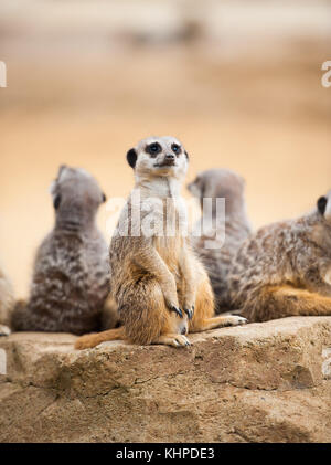 Collection d'animaux de zoo dans leurs enceintes. de mammifères et d'oiseaux. Banque D'Images