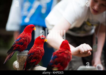 Collection d'animaux de zoo dans leurs enceintes. de mammifères et d'oiseaux. Banque D'Images