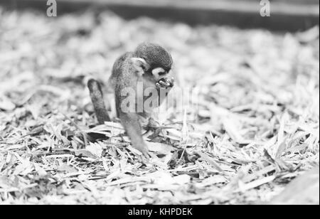 Collection d'animaux de zoo dans leurs enceintes. de mammifères et d'oiseaux. Banque D'Images