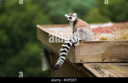 Collection d'animaux de zoo dans leurs enceintes. de mammifères et d'oiseaux. Banque D'Images