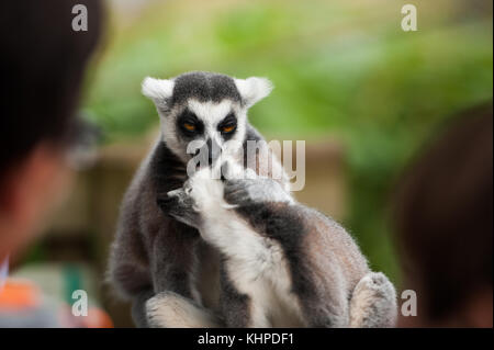 Collection d'animaux de zoo dans leurs enceintes. de mammifères et d'oiseaux. Banque D'Images