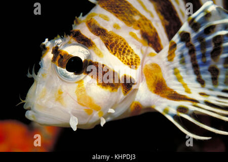 Un gros plan d'un poisson-lion hawaïen, sphex Pterois Banque D'Images