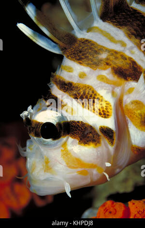 Un gros plan d'un poisson-lion hawaïen, sphex Pterois Banque D'Images