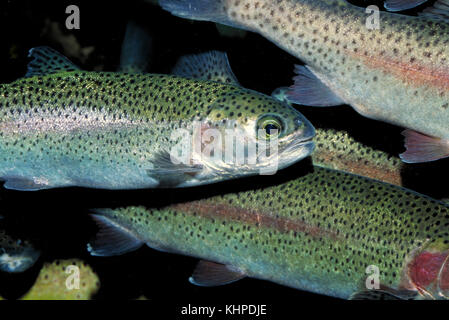 La truite arc-en-ciel, Oncorhynchus mykiss Banque D'Images