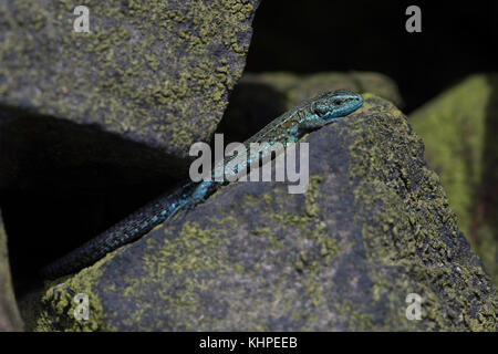 Extrêmement rare couleur bleu lézard commun morph (Zootoca vivipara) Banque D'Images