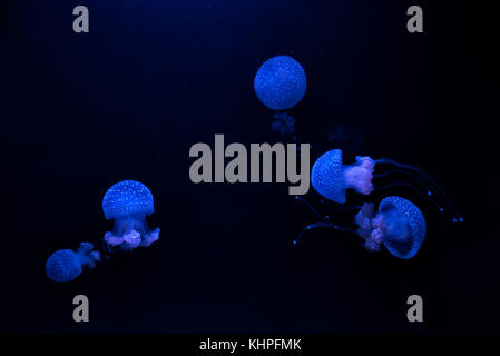 Groupe de méduses bleues Phyllorhiza punctata (bell flottante, Australian spotted méduses ou méduses à taches blanches) Banque D'Images