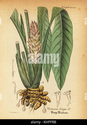 Le curcuma, Curcuma longa. La gravure sur cuivre coloriée par F. Kirchner du Dr Willibald" sammtlicher mediinisch Hand-Atlas Artus-pharmaceutischer Gewachse, (Manuel de tous les médecins-usines pharmaceutiques), Iéna, 1876. Banque D'Images