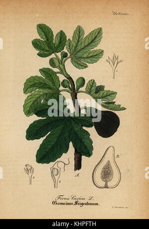 Fig commune, Ficus carica. Coloriée à la gravure sur cuivre du Dr. Willibald" sammtlicher mediinisch Hand-Atlas Artus-pharmaceutischer Gewachse, (Manuel de tous les médecins-usines pharmaceutiques), Iéna, 1876. Banque D'Images