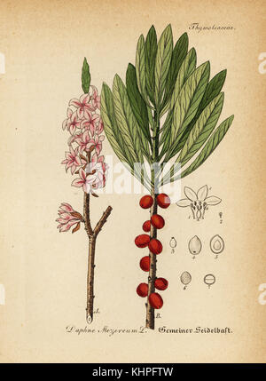 Mezereon ou lauréole, Daphne mezereum. Coloriée à la gravure sur cuivre du Dr. Willibald" sammtlicher mediinisch Hand-Atlas Artus-pharmaceutischer Gewachse, (Manuel de tous les médecins-usines pharmaceutiques), Iéna, 1876. Banque D'Images