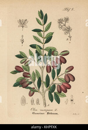 Olivier, Olea europaea. Coloriée à la gravure sur cuivre du Dr. Willibald" sammtlicher mediinisch Hand-Atlas Artus-pharmaceutischer Gewachse, (Manuel de tous les médecins-usines pharmaceutiques), Iéna, 1876. Banque D'Images