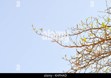 Arbre généalogique Terminalia catappa ,le fond de ciel Banque D'Images