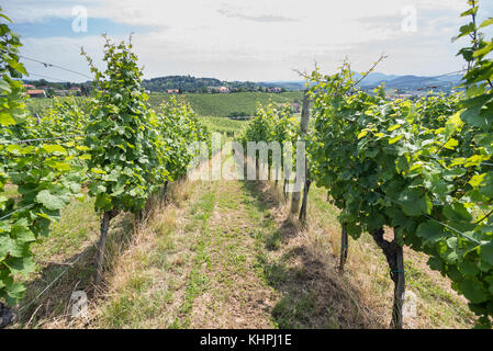 Rangées de vigne vigne en soleil Banque D'Images