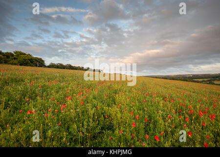 Coquelicots sur le Kent Downs à Chartham près de Canterbury, Kent, UK. Banque D'Images