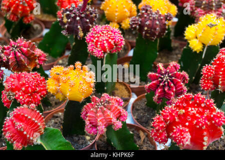 Blooming cactus en vente dans la boutique Banque D'Images