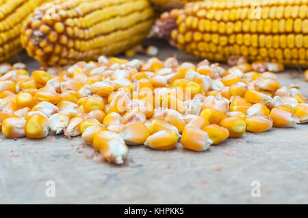 Les haricots maïs à grains. selective focus Banque D'Images