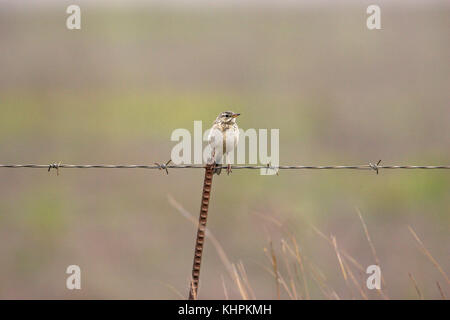 Anthus cinnamomeus pipit Africain Afrique du Sud Wakkestroom Banque D'Images