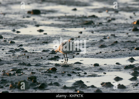 Pluvialis squatarola grey plover se nourrir de boue intertidaux Réserve Naturelle des Marais de Keyhaven Hampshire Angleterre Banque D'Images