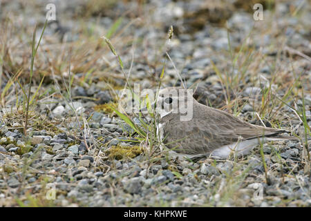 Double-banded Plover Charadrius bicinctus nichent sur l'île Stewart New Zealand Banque D'Images