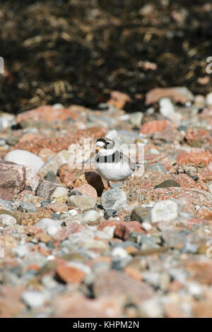 Grand Gravelot Charadrius hiaticula commun sur l'approche prudente de la plage nest Banque D'Images