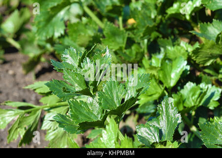 Vue rapprochée de feuilles de céleri sur un lit de fleur dans un jardin en milieu rural Banque D'Images