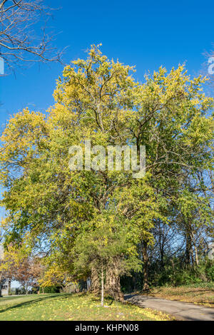 Feuillage d'un arbre mature Osage orange en automne Banque D'Images