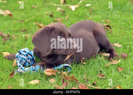 Un labradinger springador ou gundog chiot chien jouant dans un jardin avec une corde et de jouets à la recherche et coquin câlin et parmi les feuilles d'automne sur l'herbe. Banque D'Images