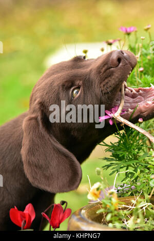 Un labradinger springador. ou petit chien de mâcher une brindille ou une fleur tout en jouant dans le jardin. espiègle, chauds, doux et affectueux chiots à jouer. Banque D'Images