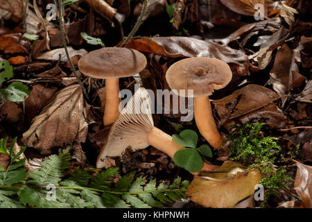 (Champignons Lactarius rufus), Untergröningen, Bade-Wurtemberg, Allemagne Banque D'Images