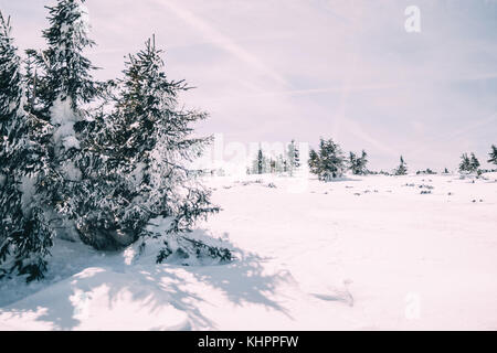 Paysage d'hiver de sapins couverts de neige, un jour ensoleillé Banque D'Images