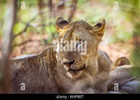 Lion d'Afrique dans le parc national Kruger, Afrique du Sud ; espèce Panthera leo de la famille des félidés Banque D'Images