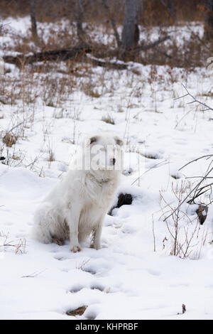 Un livre blanc et noir berger australien chien assis dans la neige. herbe séchée et de zone de végétation à travers la neige. ses yeux bleus sont opaques et aveugles. Banque D'Images