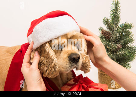 Femme met Santa's hat sur son cocker américain. fond blanc. close-up. arbre de Noël près de chien. Banque D'Images