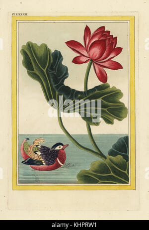 La Nenuphar rouge de la Chine. Lotus Sacré, Nelumbo nucifera, et canard mandarin Aix galericulata,. Gravure coloriée de Pierre Joseph Buchoz' Collection precieuse et enluminee des fleurs les plus belles et les plus curieuses, qui se cultivent tant dans les jardins de la chine, que dans ceux de l'Europe, Paris, 1776. Banque D'Images