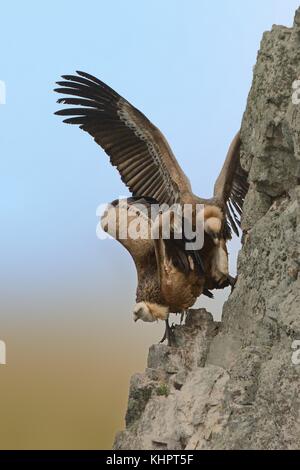 La lutte contre deux Griffons eurasien (Gyps fulvus). L'un d'entre eux veulent s'asseoir sur le même lieu que l'autre donc il kickes à l'autre. Vultu Banque D'Images