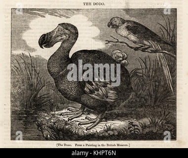 Raphus cucullatus, Dodo, et en Martinique, de l'ara Ara martinicus, d'après une peinture au British Museum. Gravure sur bois, basée sur la peinture par Roelant Savery dans le Penny Magazine, Londres, 1 juin 1833. Banque D'Images